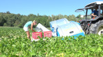 Fontana S.r.l. Green Beans Harvesting Machine_1118 copy